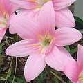 Pink Rain Lily